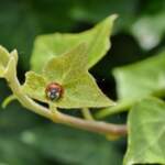Common Garden Pests and How to Control Them Naturally