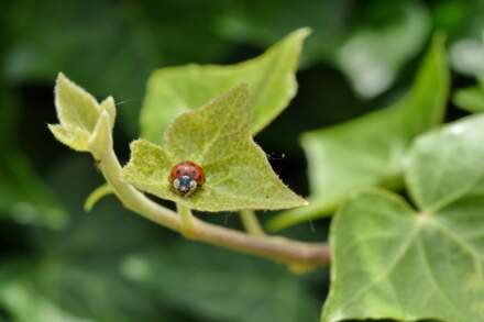 Common Garden Pests and How to Control Them Naturally