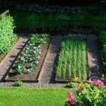 Edible Gardening for Beginners: How to Start Your Own Food Garden at Home