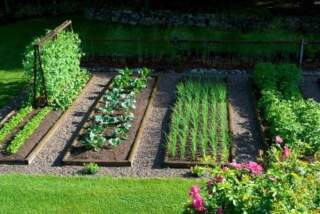 Edible Gardening for Beginners: How to Start Your Own Food Garden at Home