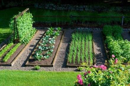 Edible Gardening for Beginners: How to Start Your Own Food Garden at Home