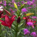 The Ultimate Guide to Flower Gardening: Bringing Color to Your Home